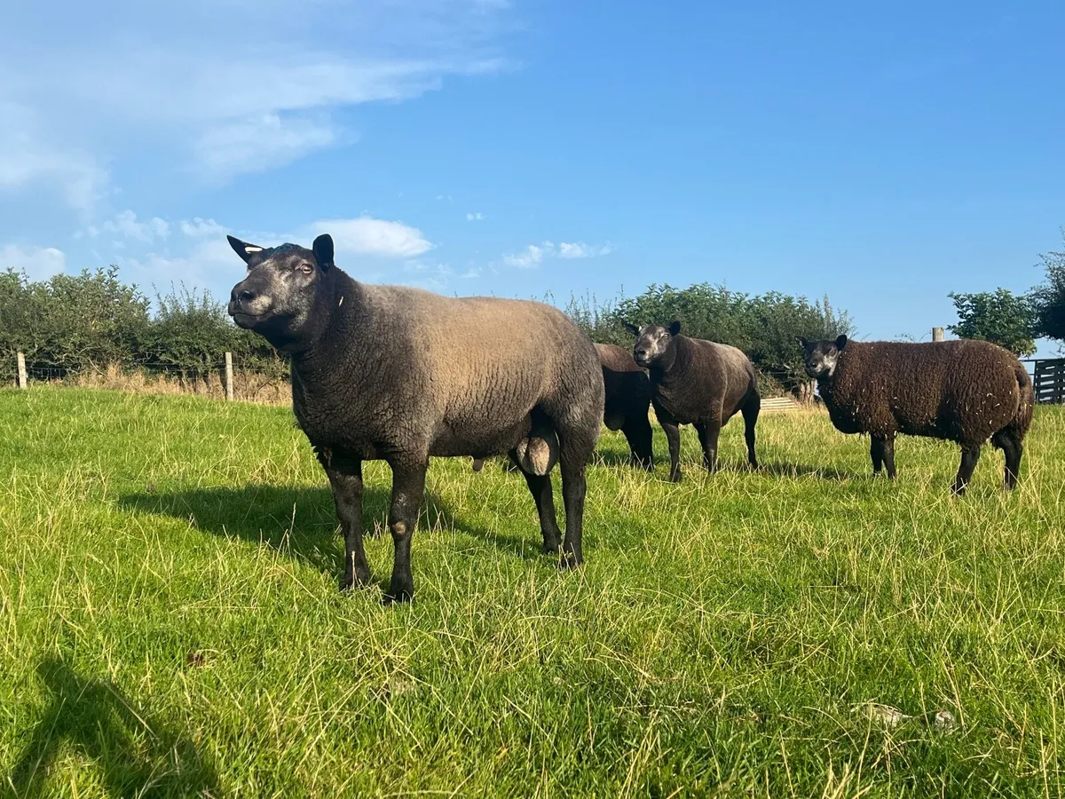 Pedigree Registered Blue Texel Shearling Rams - Image 1