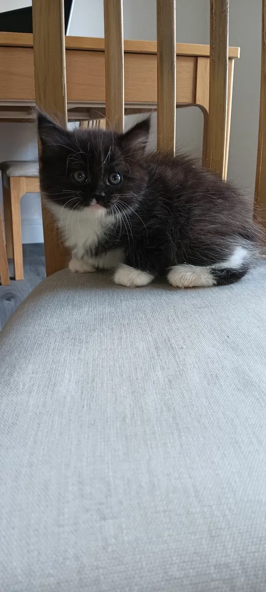 Kitten (reserved) - Image 4