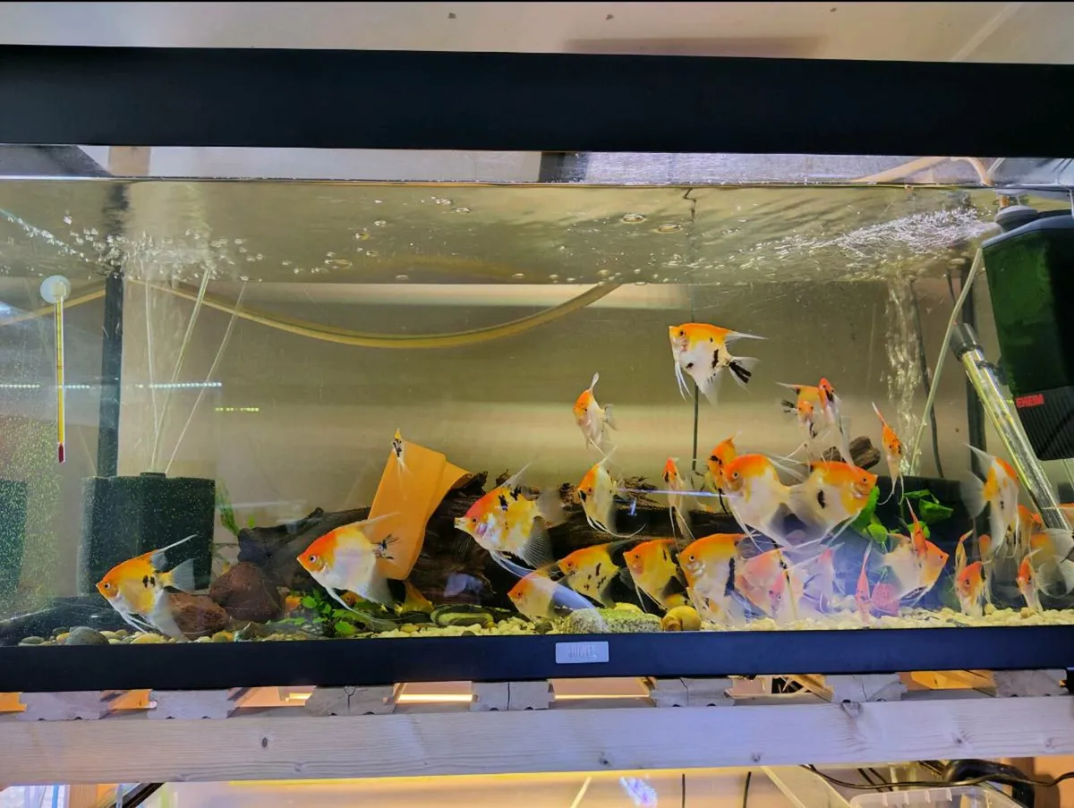 Angel fishes (Red devil) - Image 1