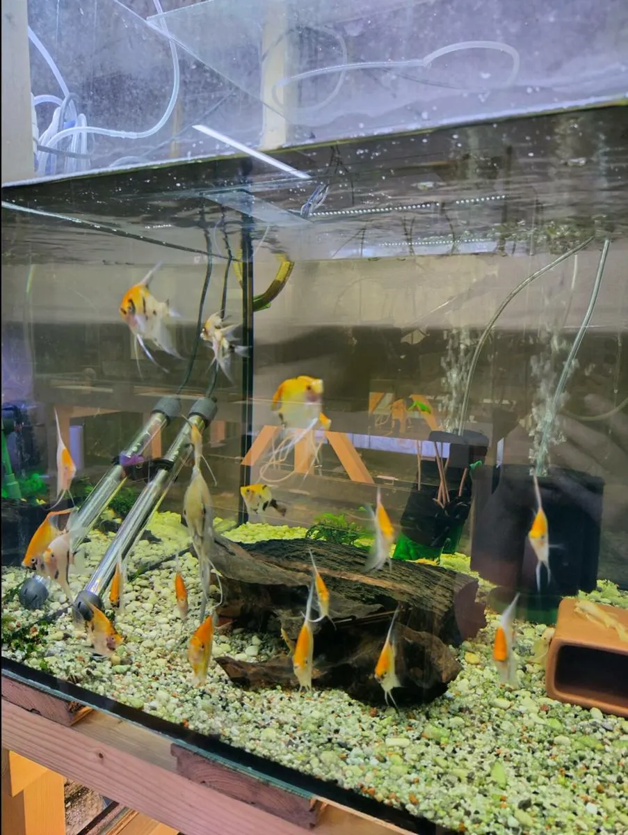 Angel fishes (Red devil) - Image 2
