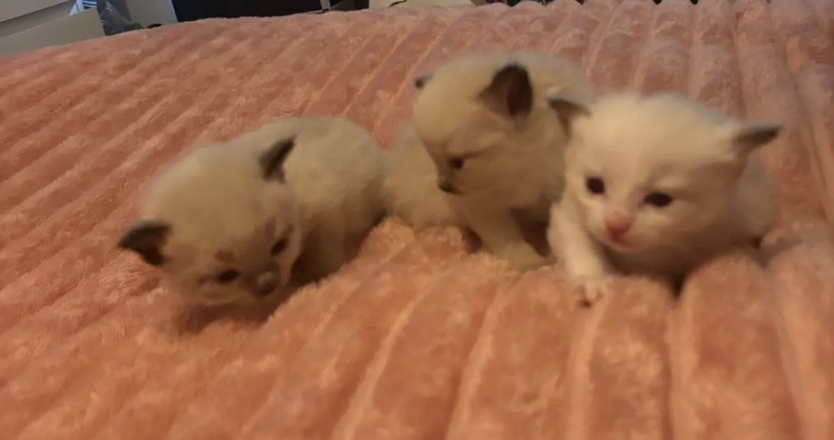Ragdoll Kittens - Image 2