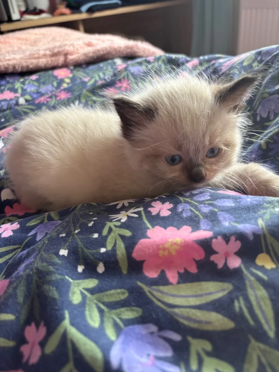 Ragdoll Kittens - Image 1