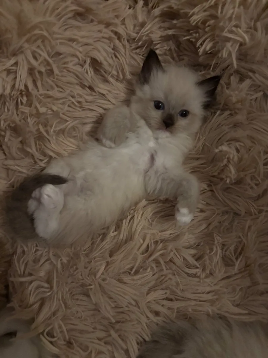 Ragdoll Kittens - Image 3