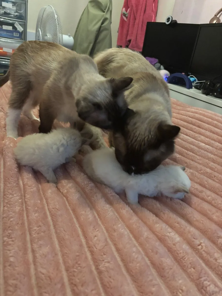 Ragdoll Kittens - Image 4