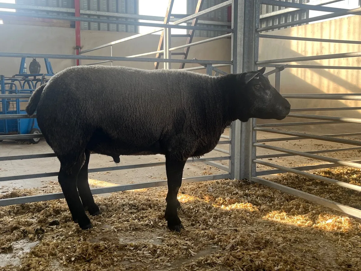 Pedigree Registered Blue Texel Shearling Rams - Image 2