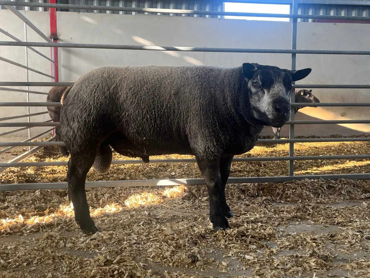 Pedigree Registered Blue Texel Shearling Rams - Image 3