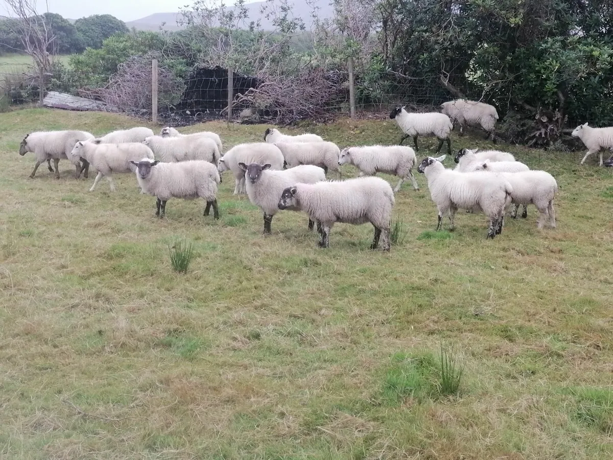 Ewe Lambs - Image 2