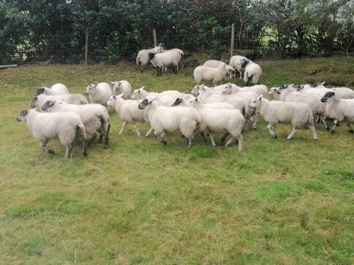 Ewe Lambs - Image 3