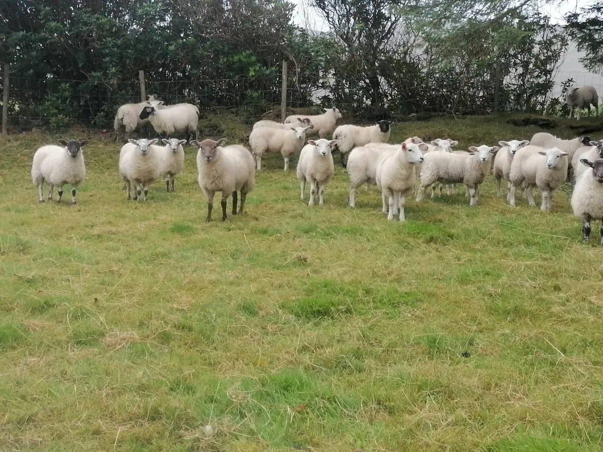 Ewe Lambs - Image 4