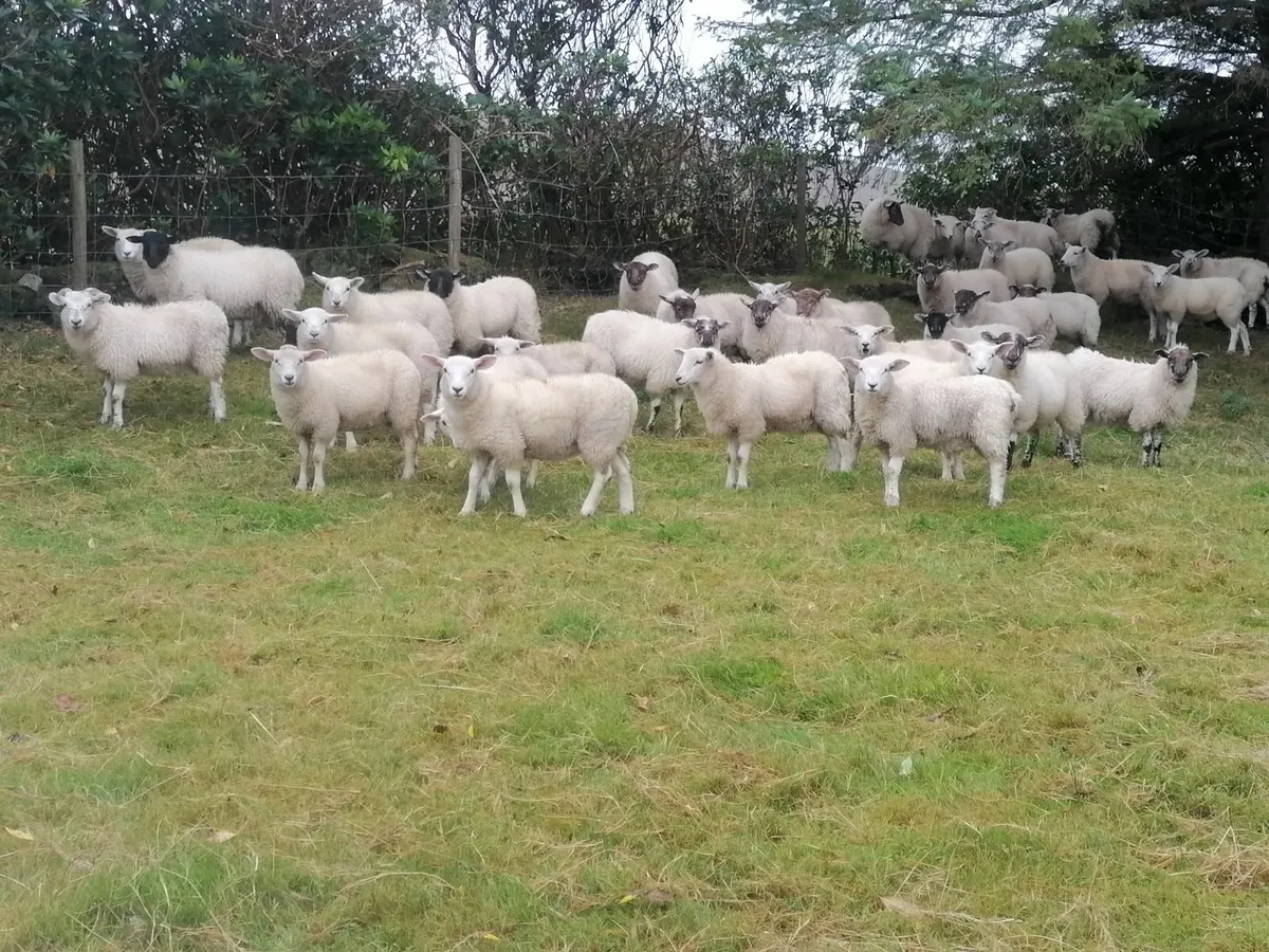 Ewe Lambs - Image 1
