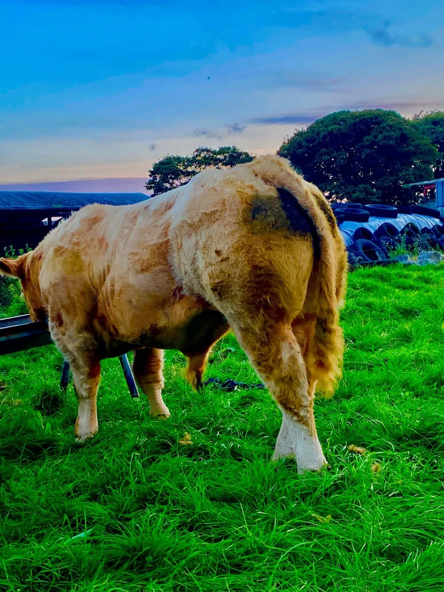 Livestock - Image 1