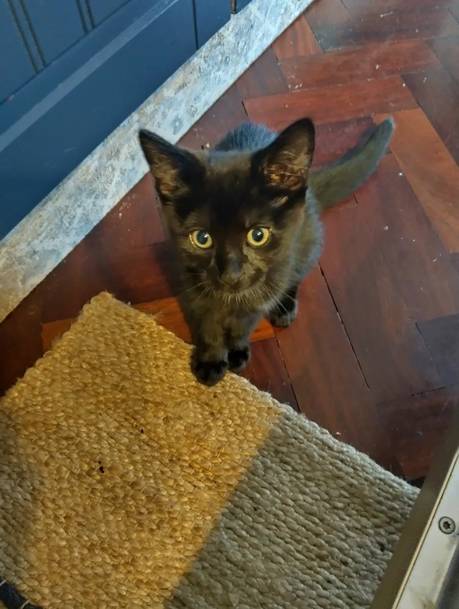 Kitten - Image 1