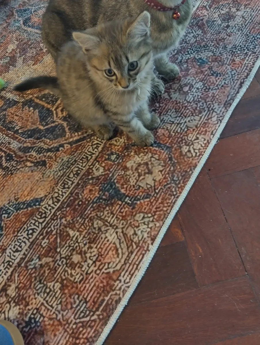 Kitten - Image 2