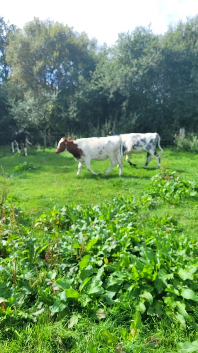 3 shx heifers weanlings - Image 1