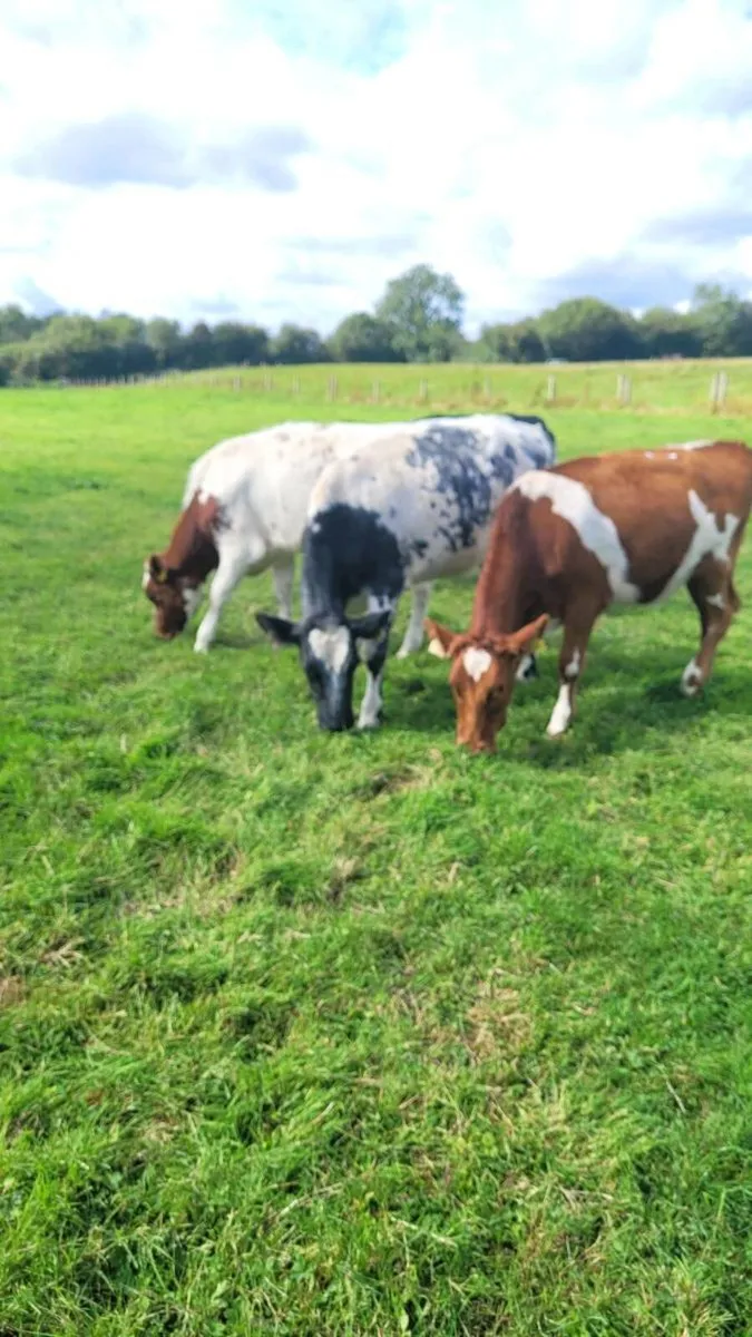 3 shx heifers weanlings - Image 2
