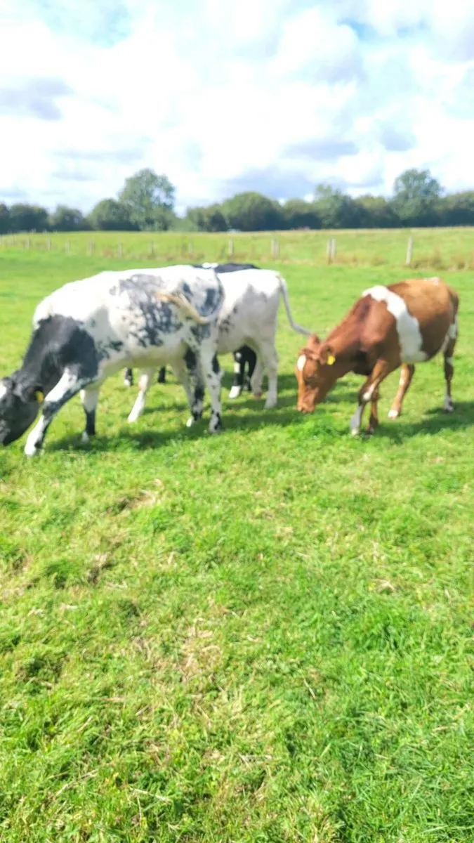 3 shx heifers weanlings - Image 3