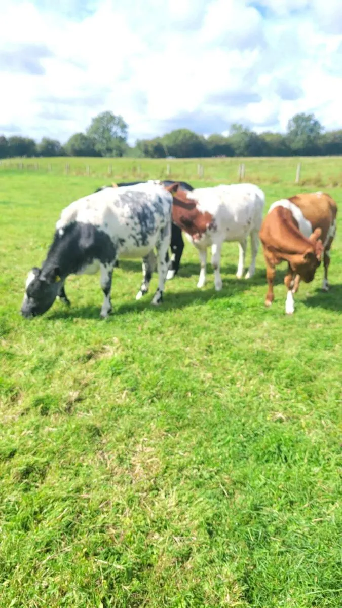 3 shx heifers weanlings - Image 4