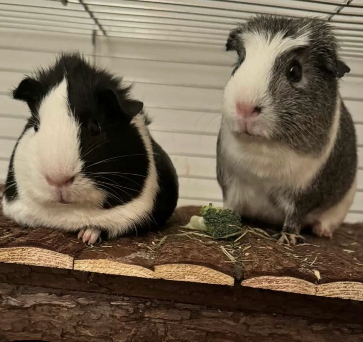 Guinea Pigs 2 females - Image 1