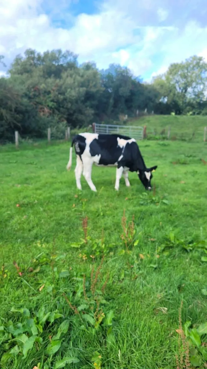 3 British  freisan heifers - Image 4