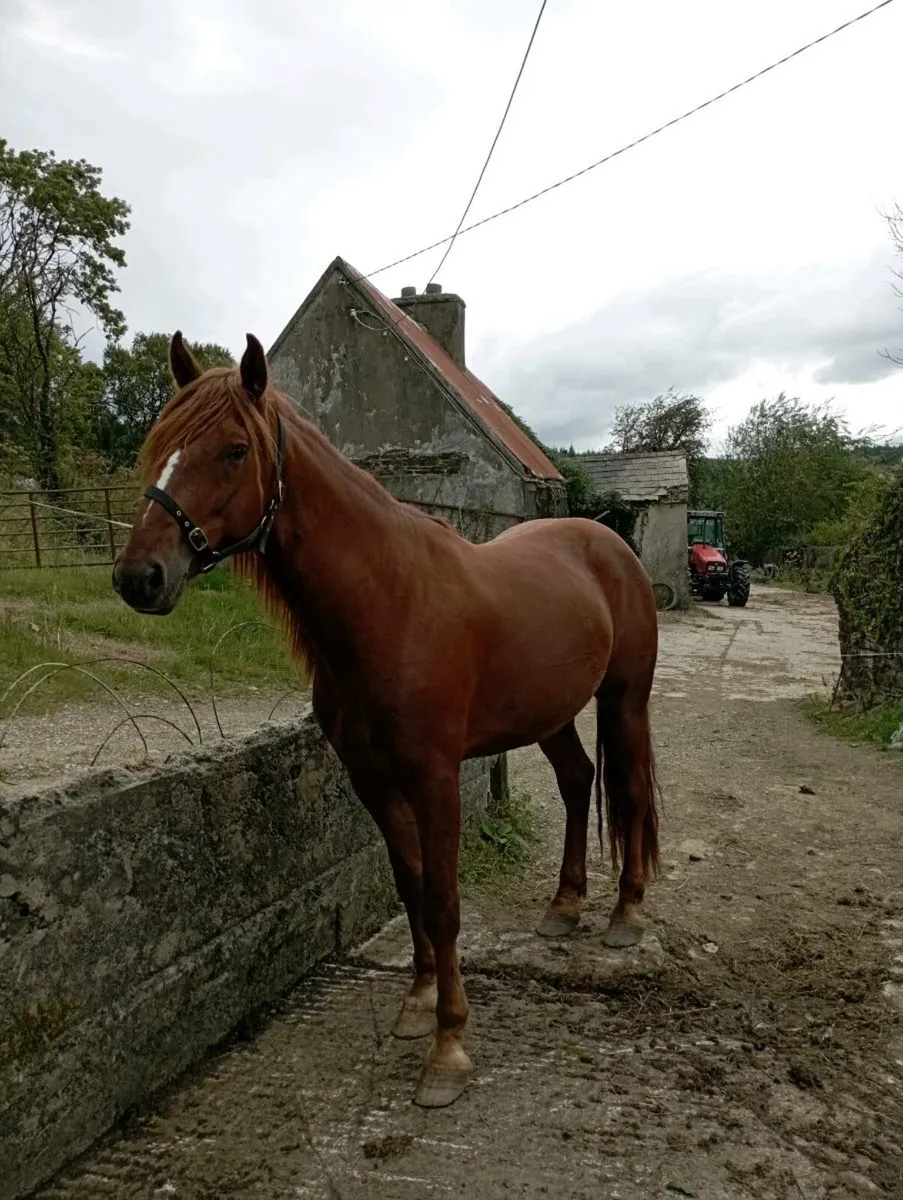 Gelding for sale - Image 1