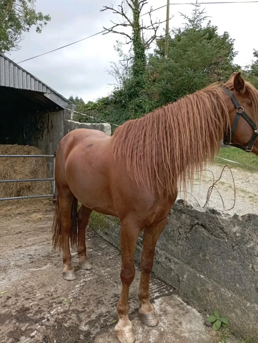 Gelding for sale - Image 2