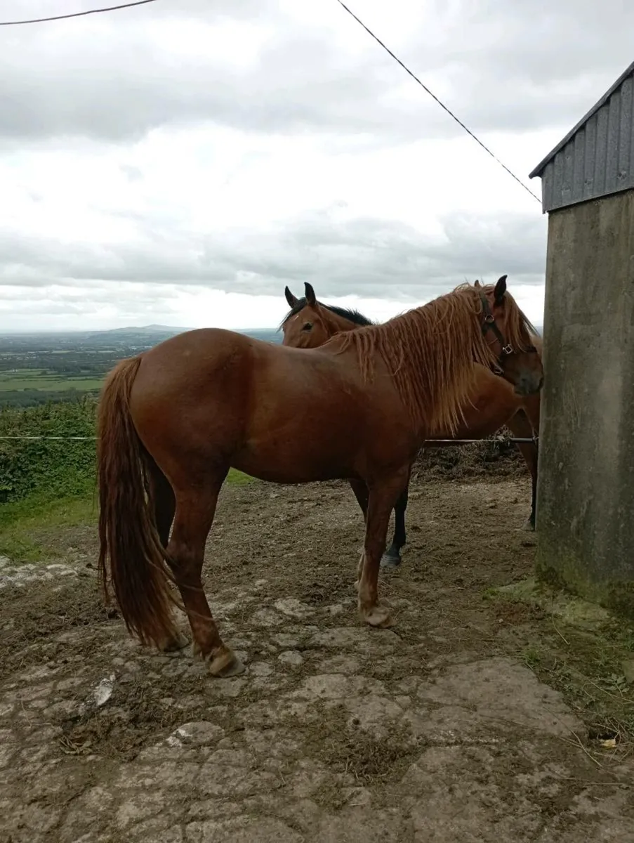 Gelding for sale - Image 3