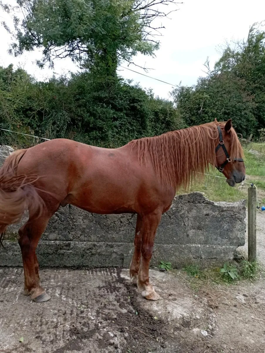 Gelding for sale - Image 4