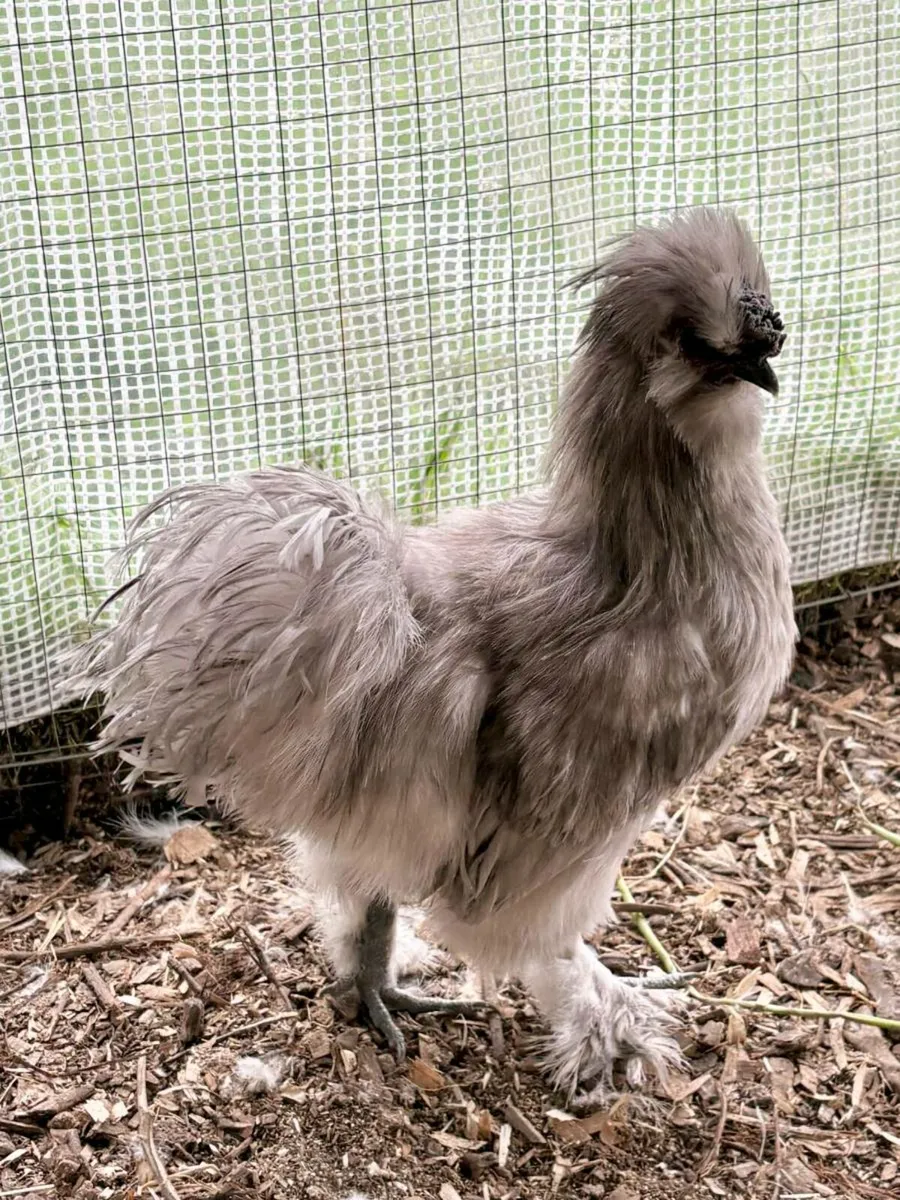 Silkie rooster - Image 1