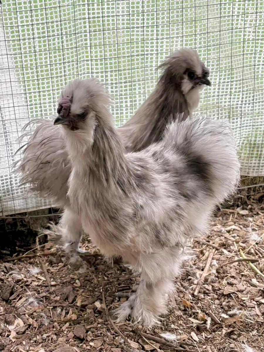 Silkie rooster - Image 2