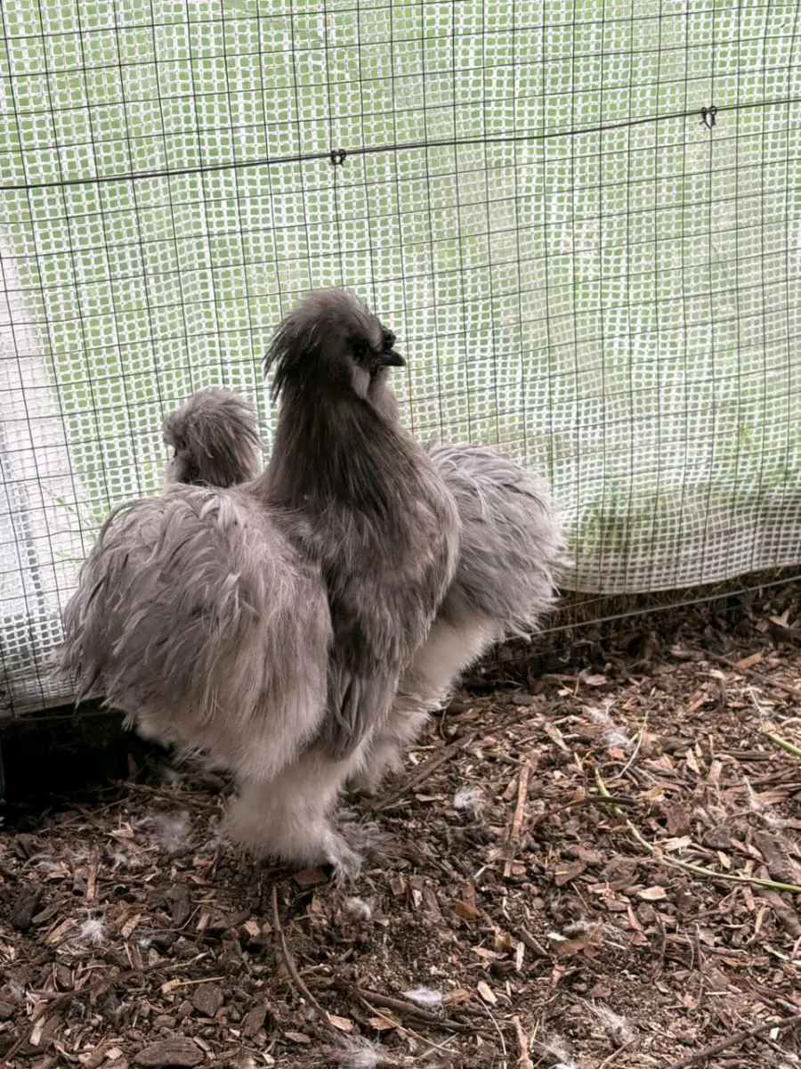 Silkie rooster - Image 3