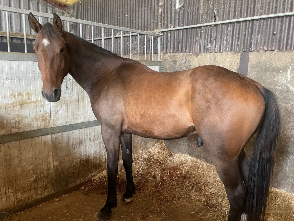 Irish Sport Horse