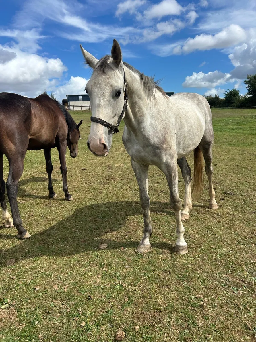 Unbroken 3 yr old 16.1 - Image 2