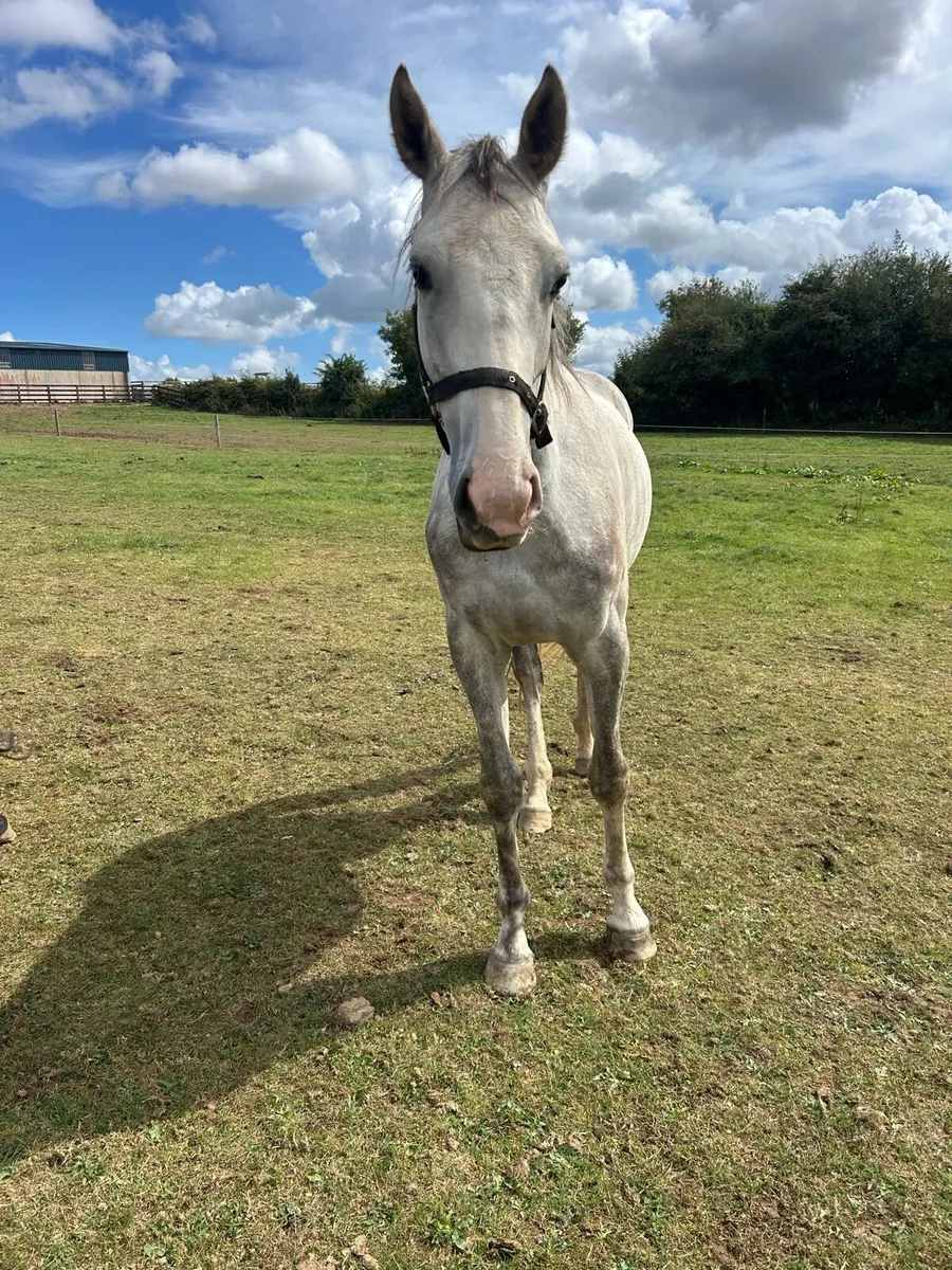 Unbroken 3 yr old 16.1 - Image 3
