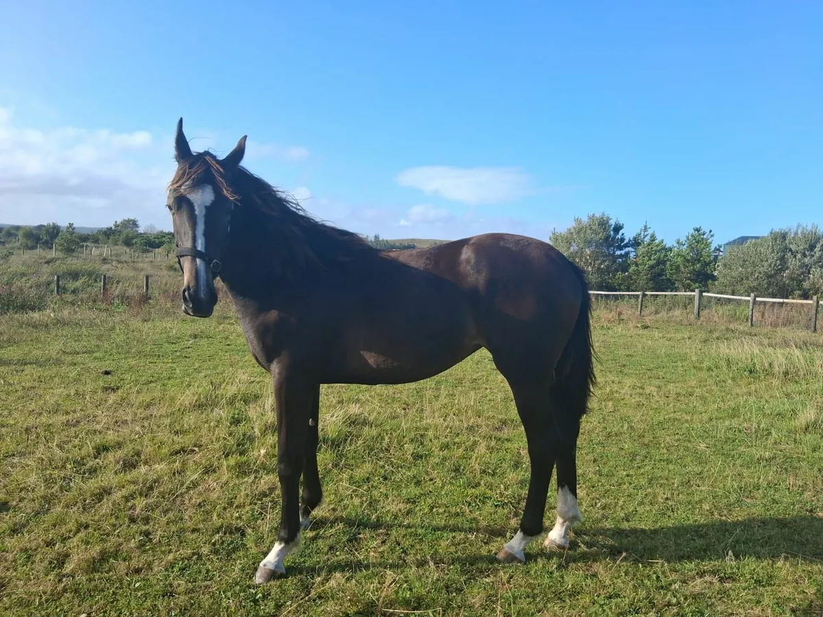 Yearling filly for sale by Grand Cru VD VIJF - Image 1