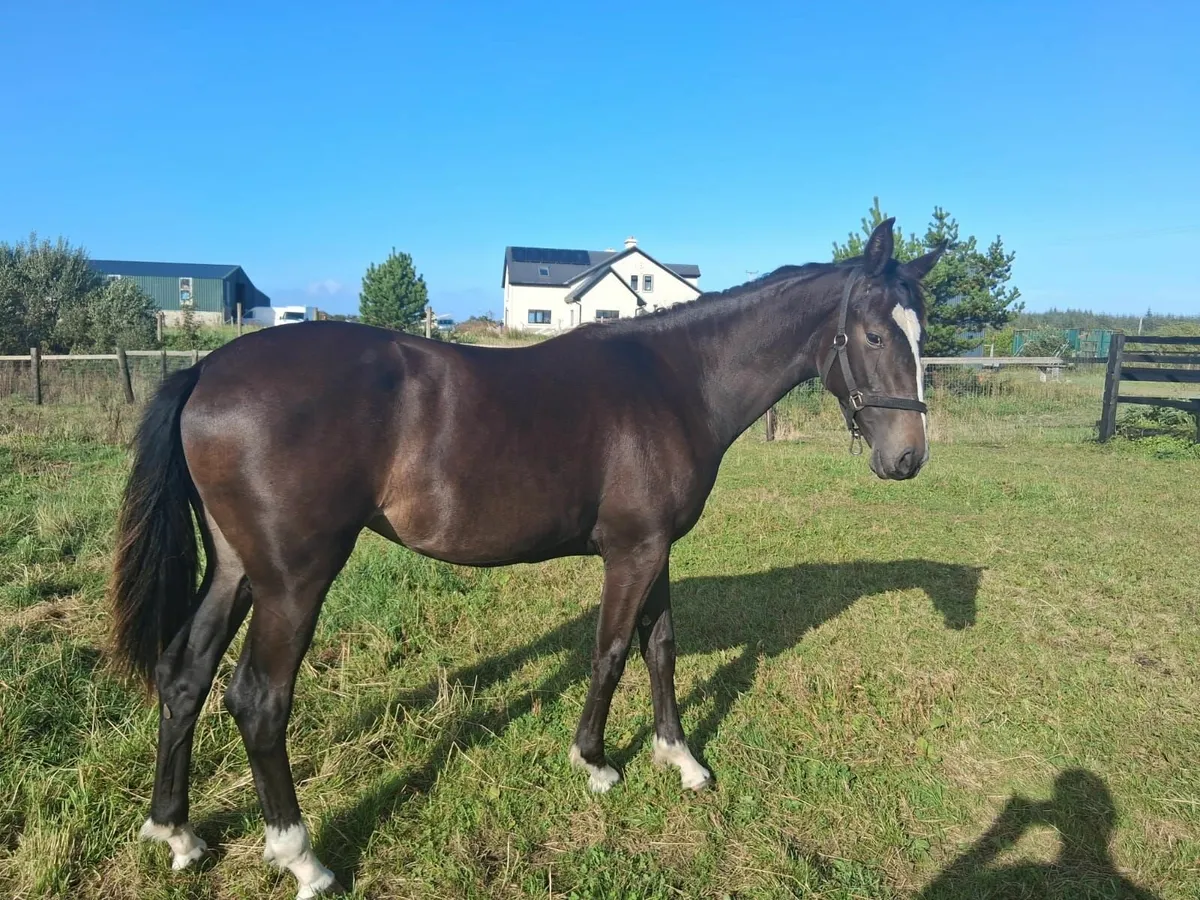 Yearling filly for sale by Grand Cru VD VIJF - Image 2