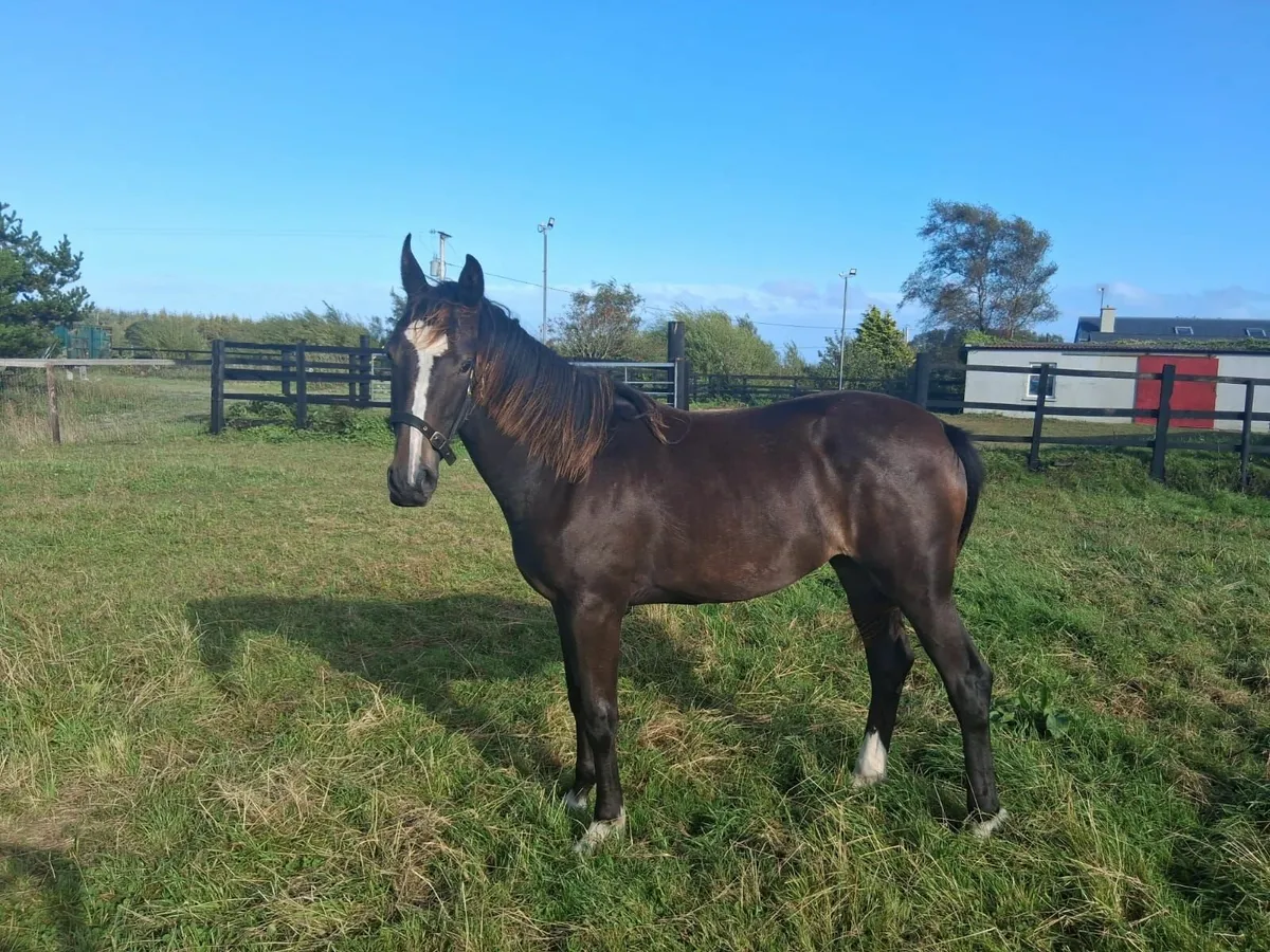 Yearling filly for sale by Grand Cru VD VIJF - Image 3