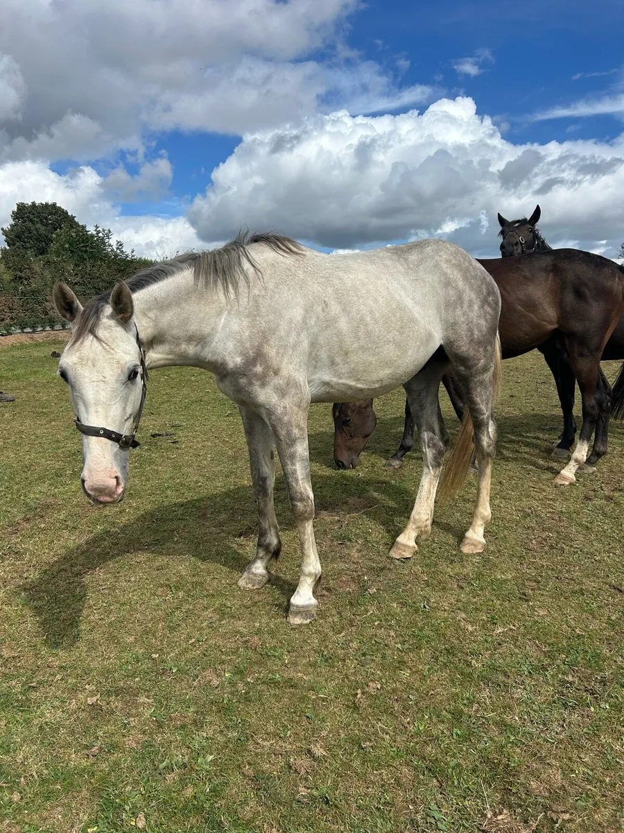 Unbroken 3 yr old 16.1 - Image 1