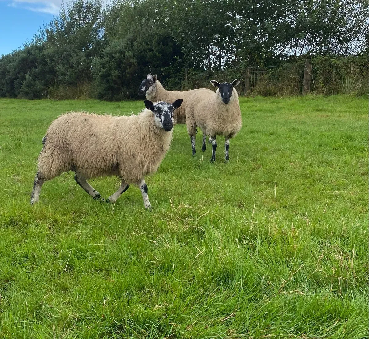 ⭐️EWE LAMBS ⭐️ - Image 1
