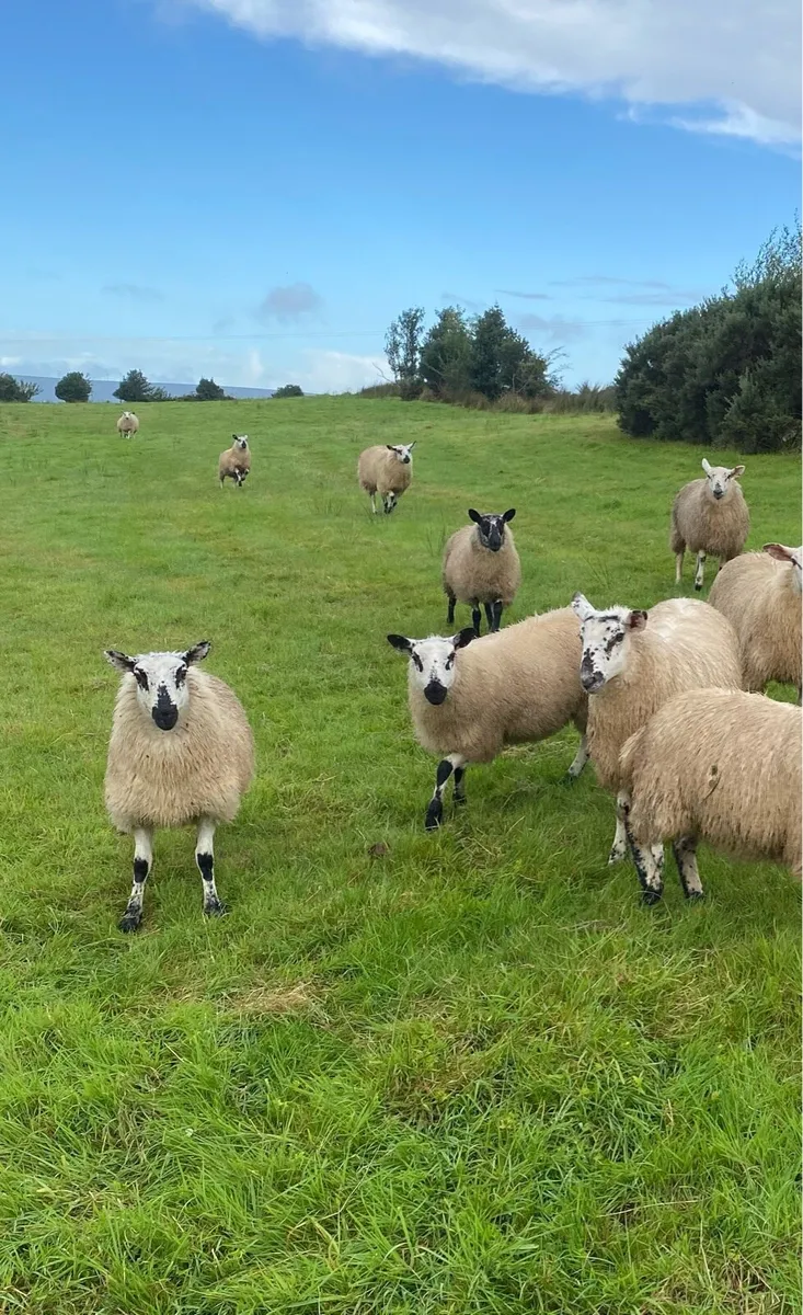 ⭐️EWE LAMBS ⭐️ - Image 2