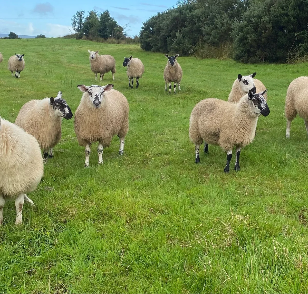 ⭐️EWE LAMBS ⭐️ - Image 3