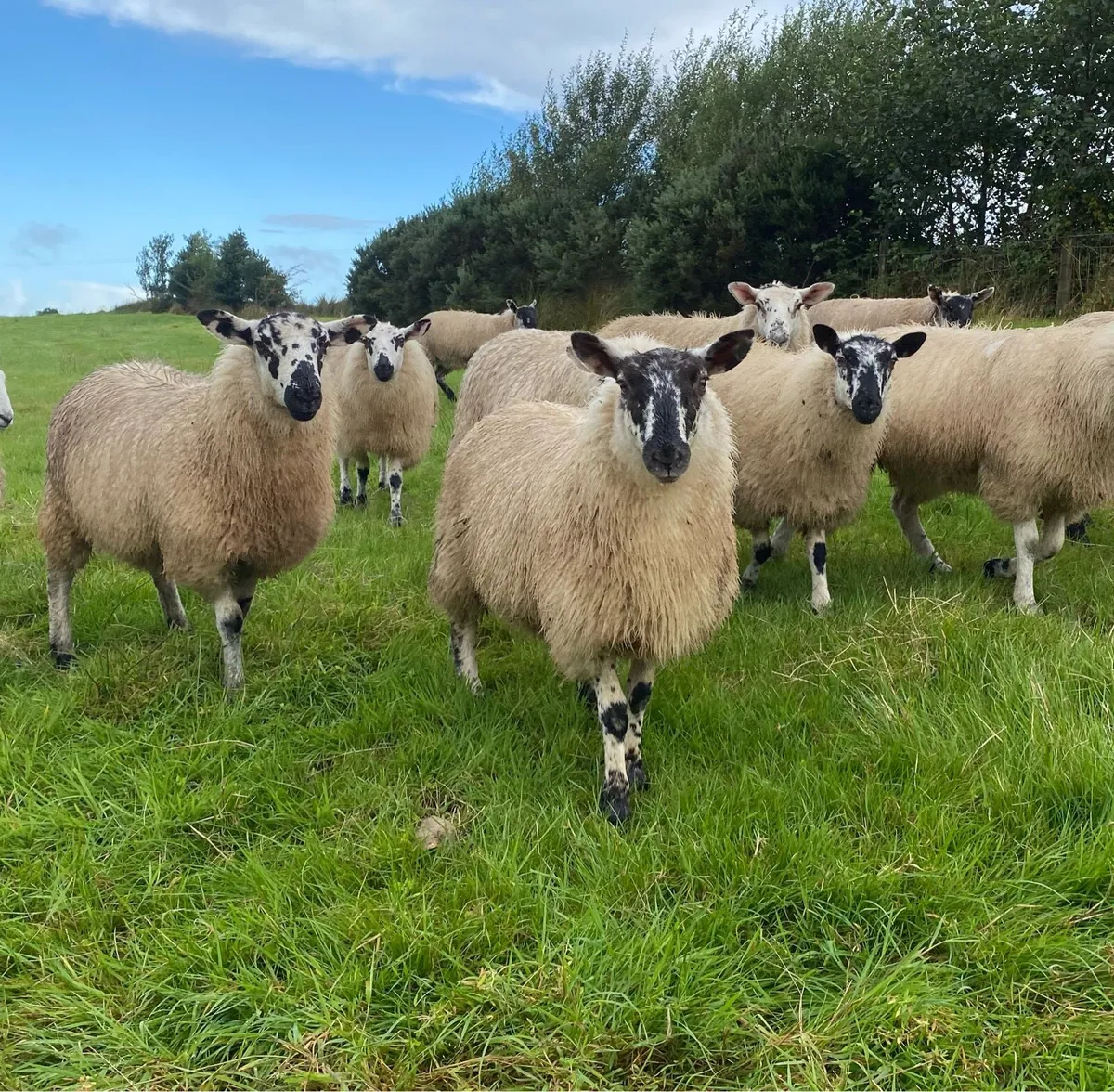 ⭐️EWE LAMBS ⭐️ - Image 4