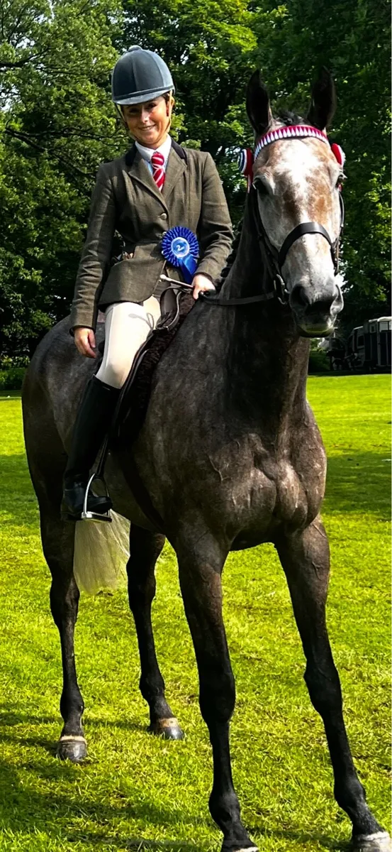 17.1 TB gelding