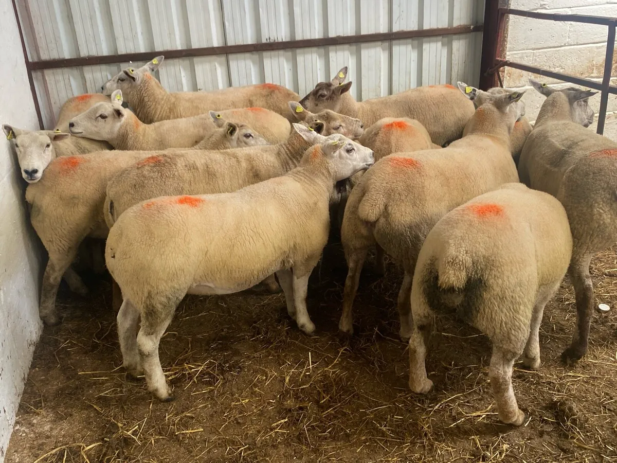 21 Ewe Hoggets - Image 1