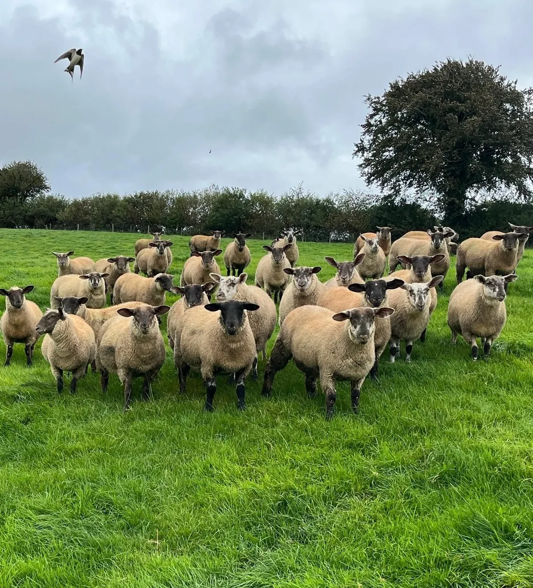 Sheep - Image 2