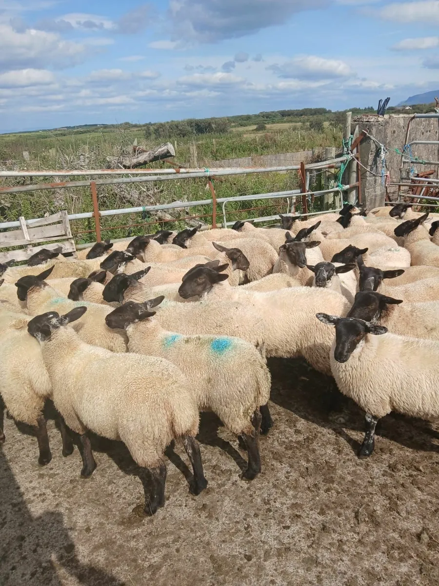 Sheep - Image 3