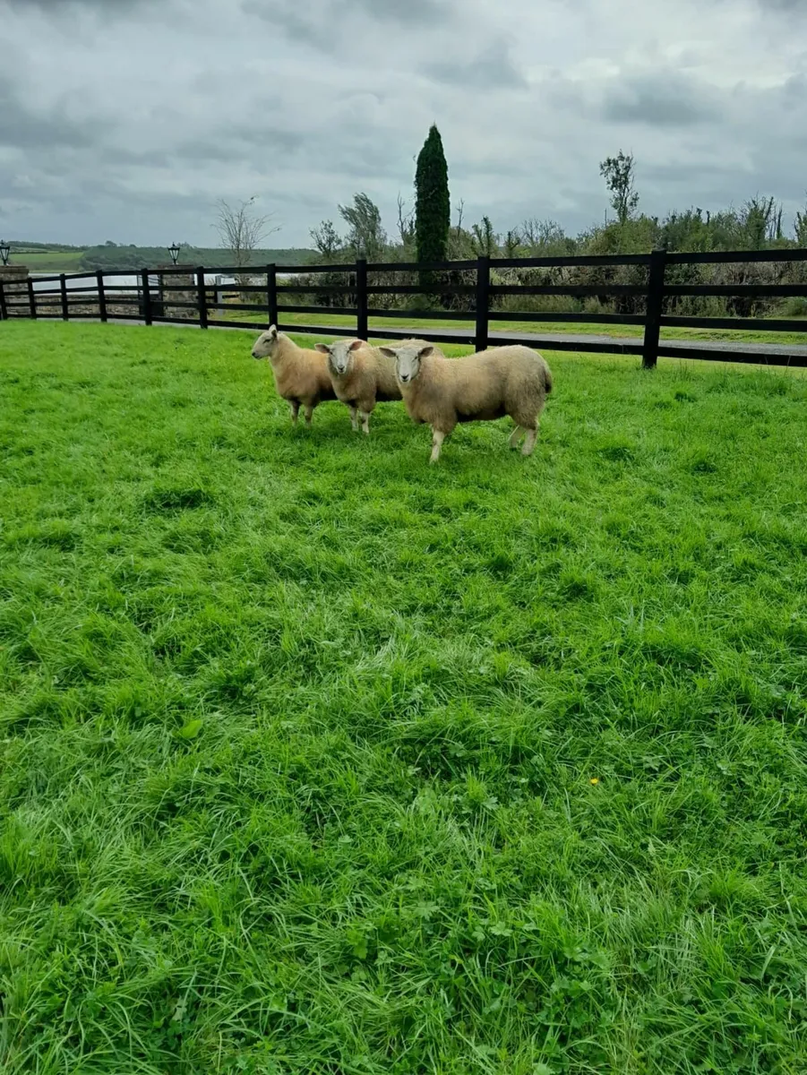 Sheep - Image 4