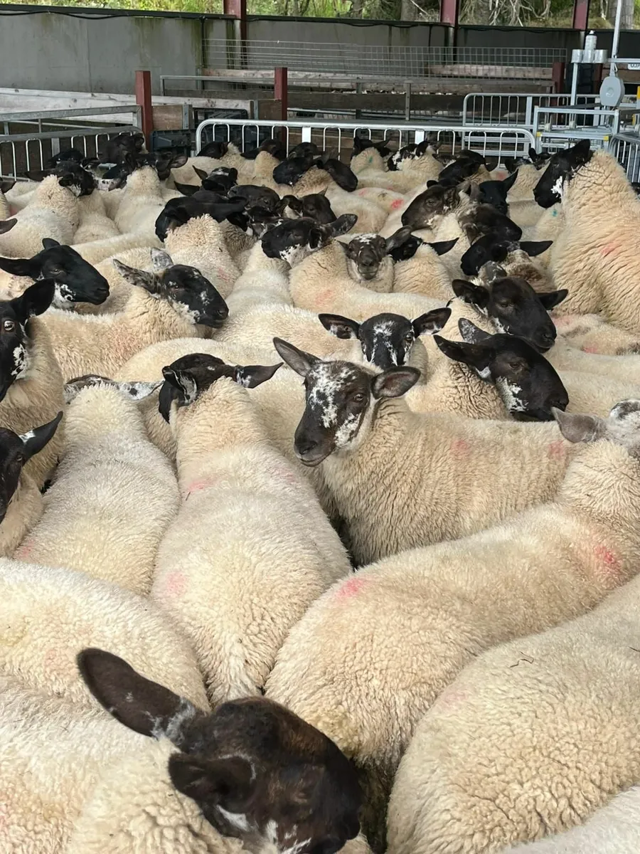 Sheep - Image 1