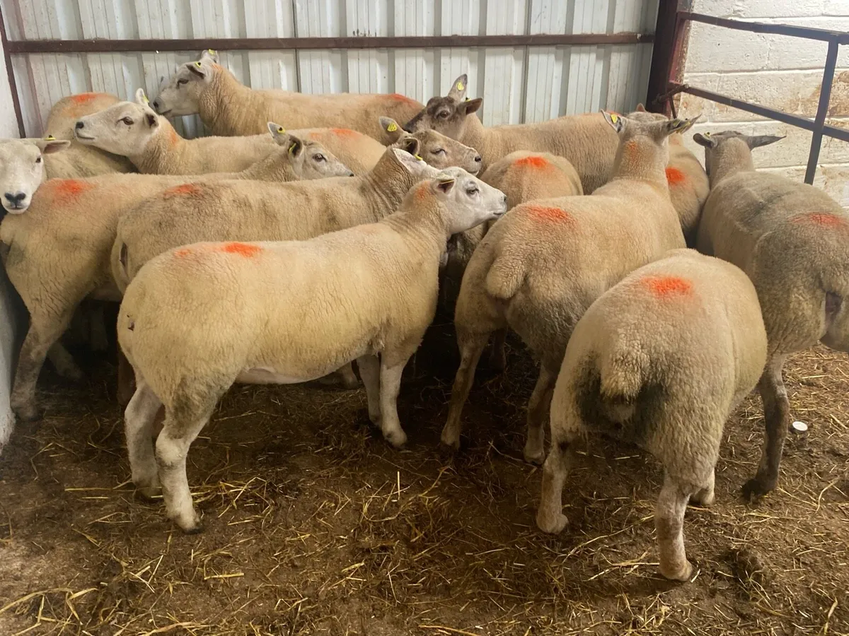 21 Ewe Hoggets - Image 2
