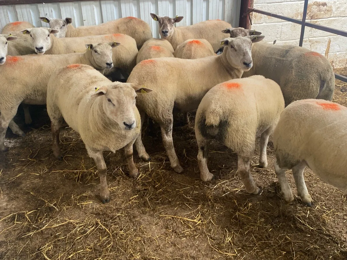 21 Ewe Hoggets - Image 3