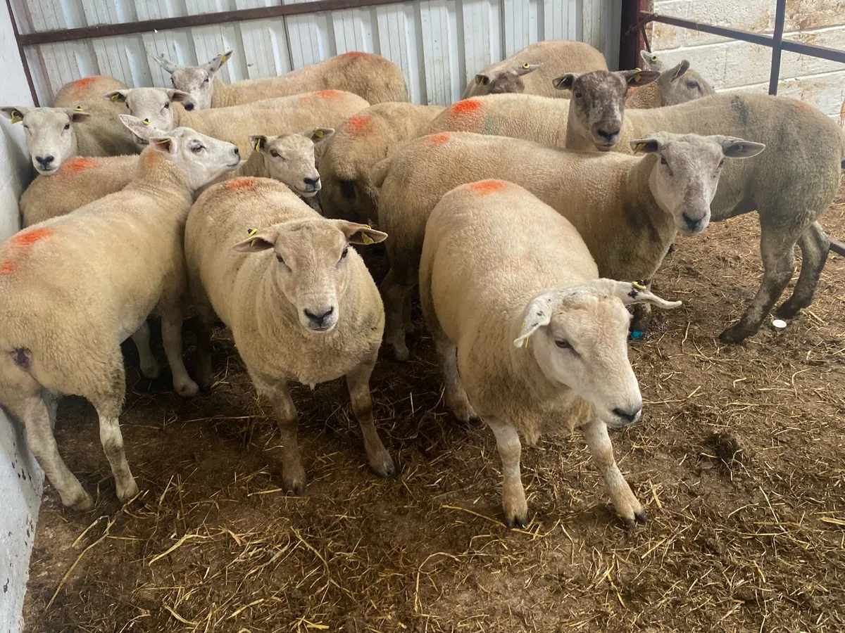 21 Ewe Hoggets - Image 4